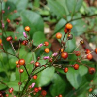 Talinum paniculatum (Jacq.) Gaertn.